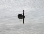 Black Swan, Irvine Harbourside, 29-Sep-14